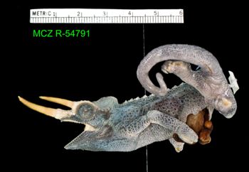 Media type: image;   Herpetology R-54791